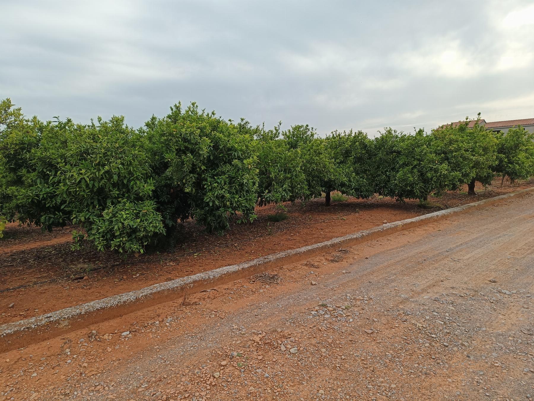 Venta de finca rústica en Castellón