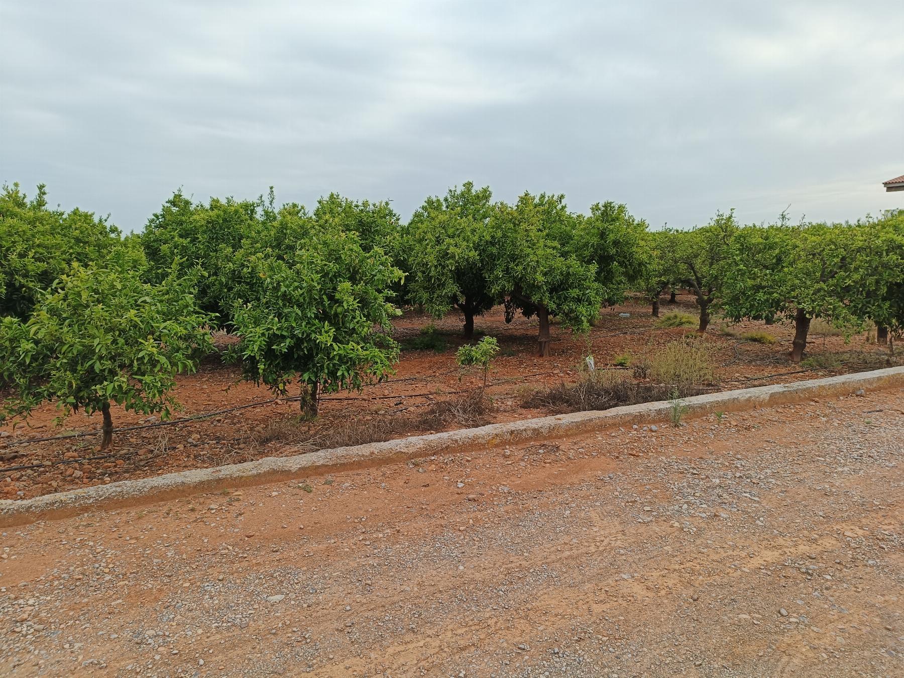 Venta de finca rústica en Castellón