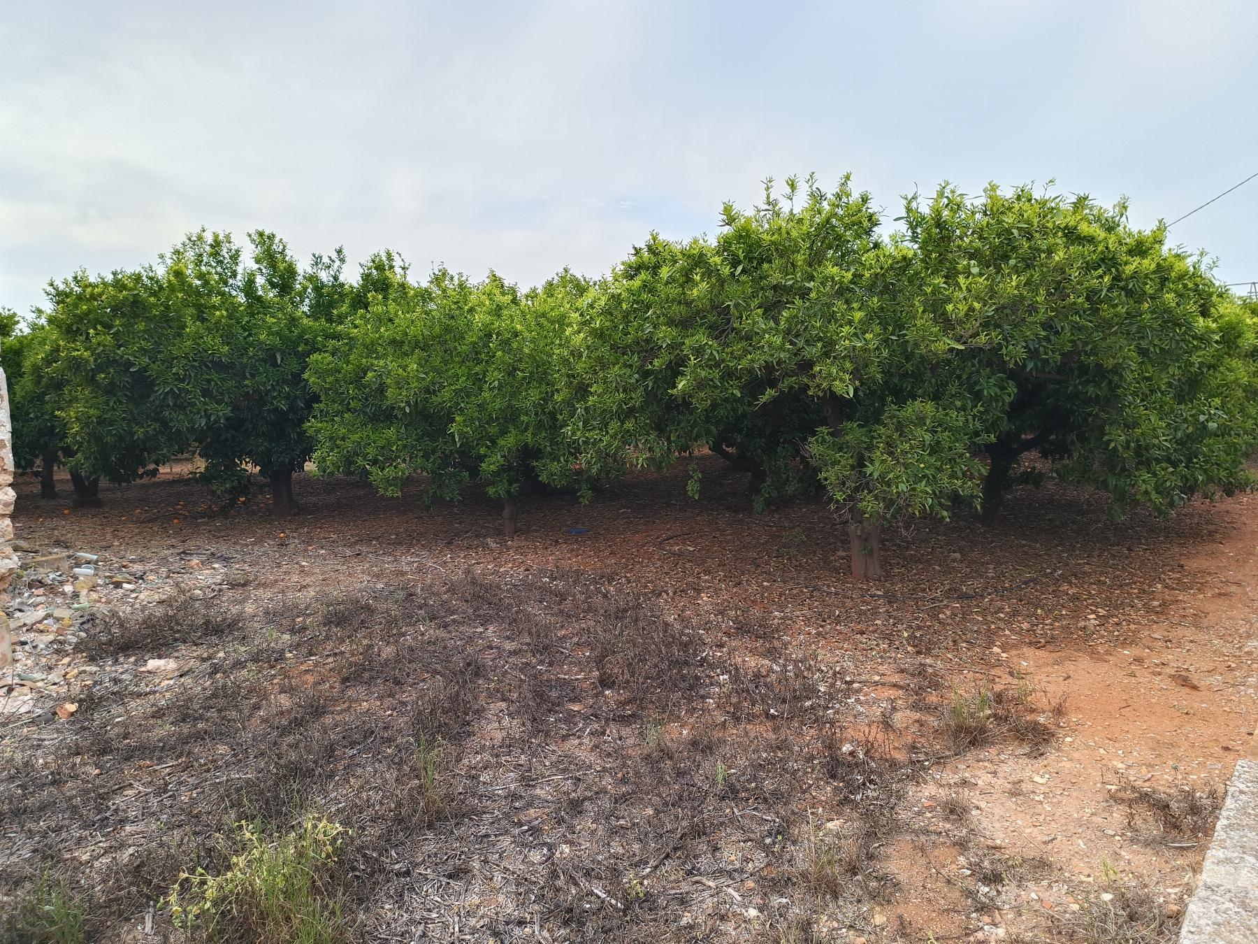 Venta de finca rústica en Castellón