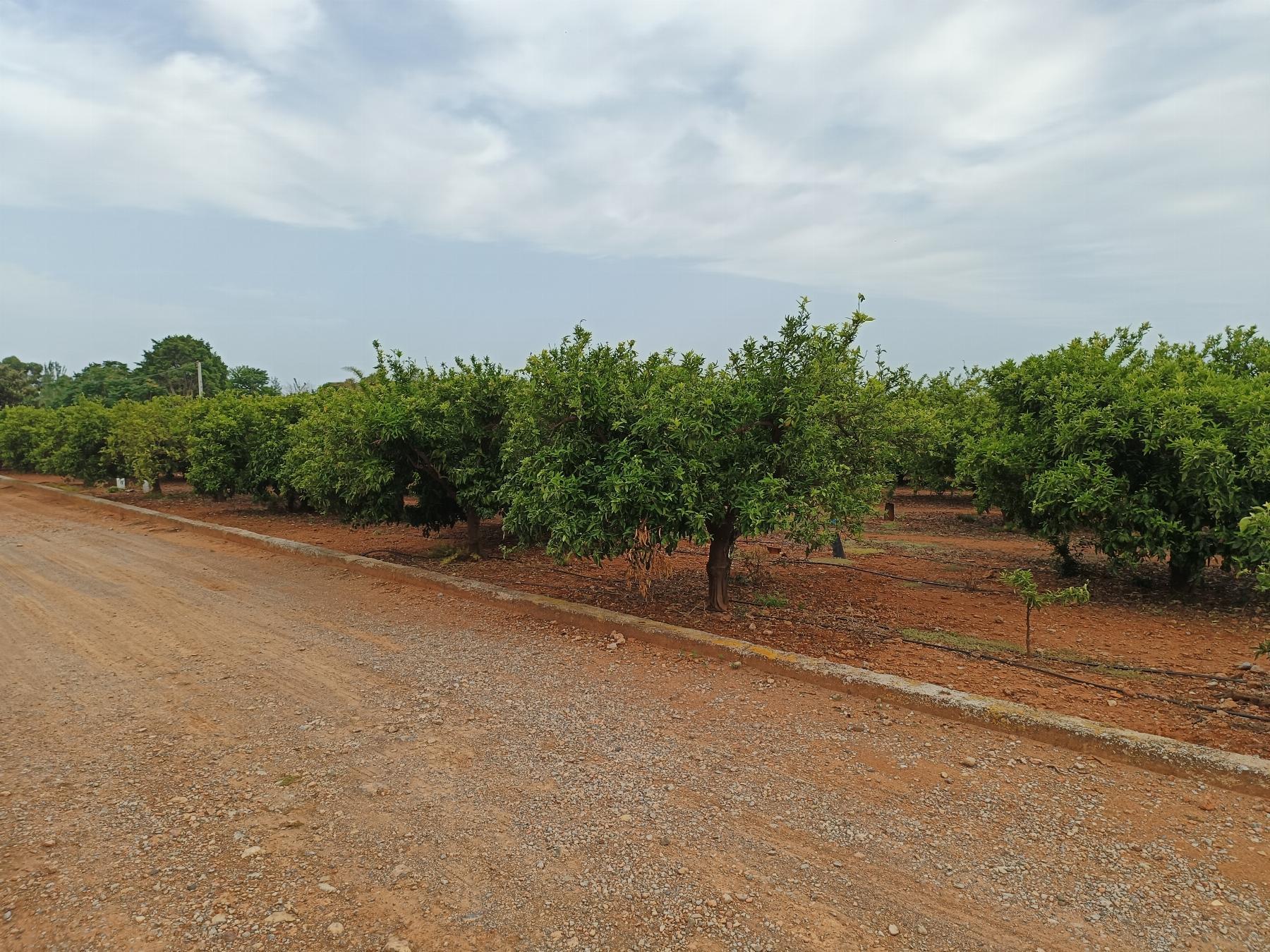 Venta de finca rústica en Castellón