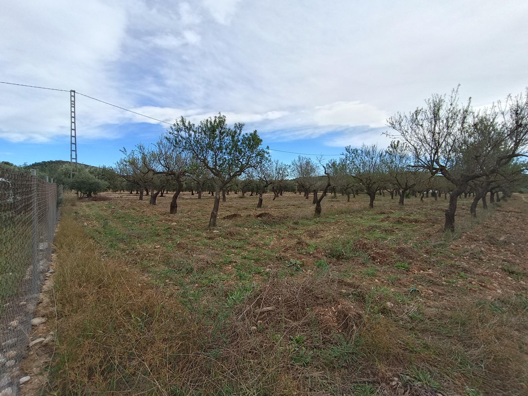 Venta de finca rústica en Vall d Alba