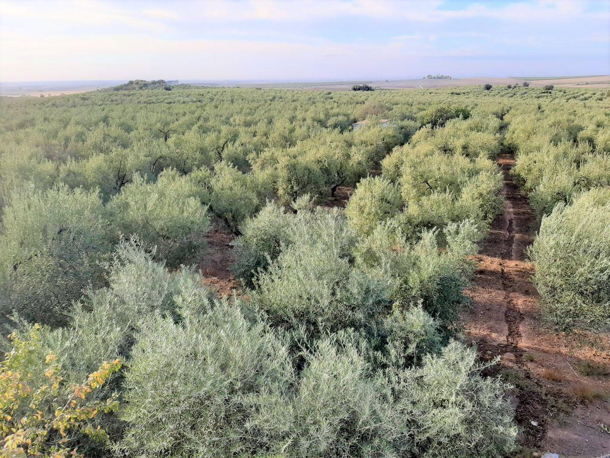 For sale of chalet in Morón de la Frontera