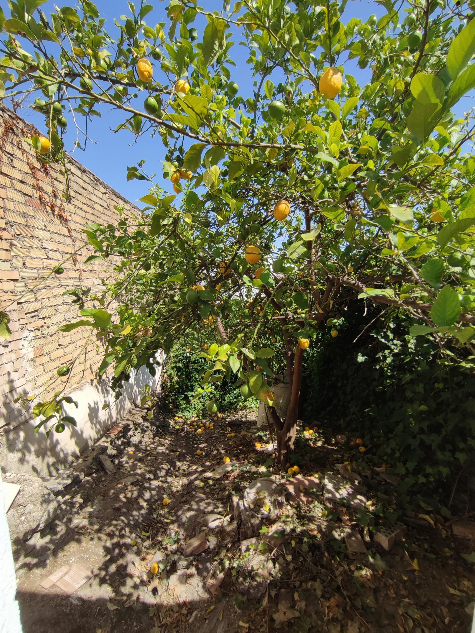 For sale of house in Morón de la Frontera