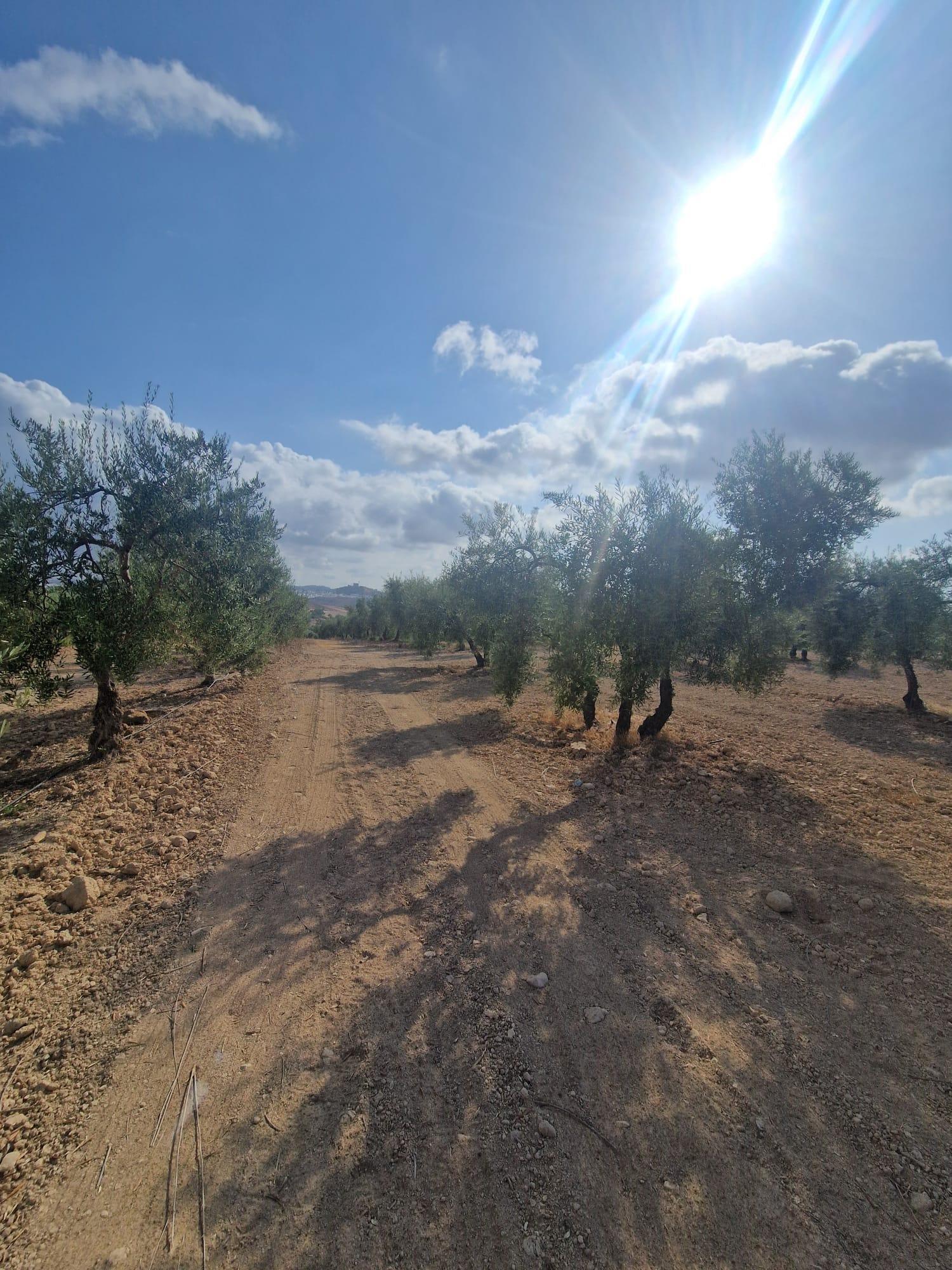 Venta de finca rústica en Morón de la Frontera