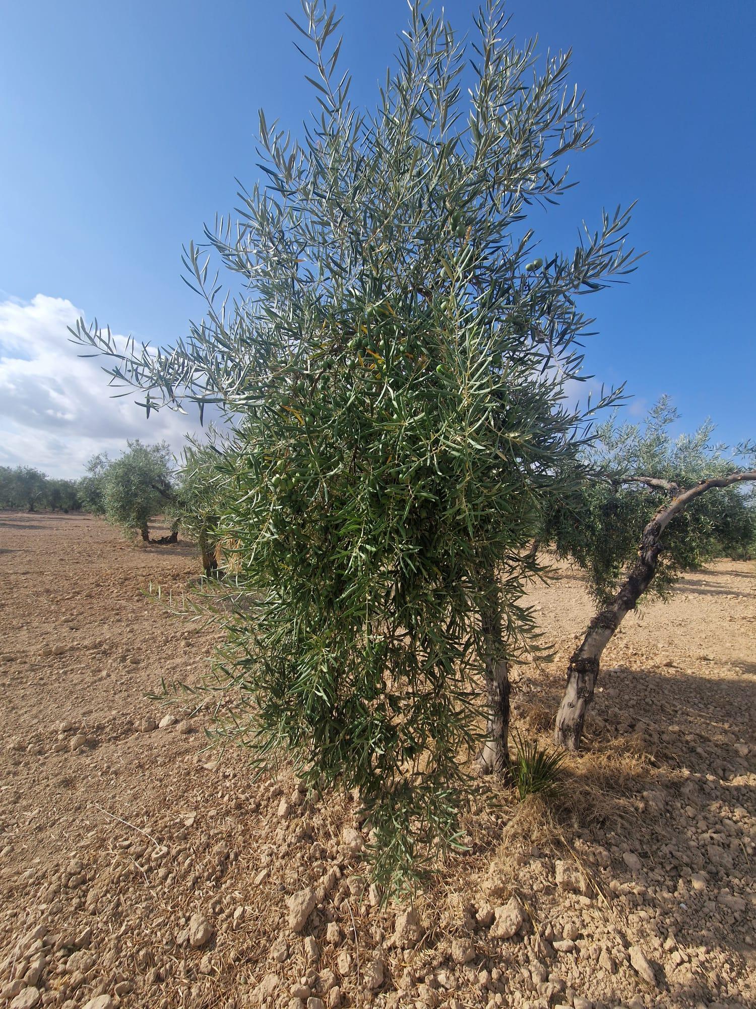 Venta de finca rústica en Morón de la Frontera