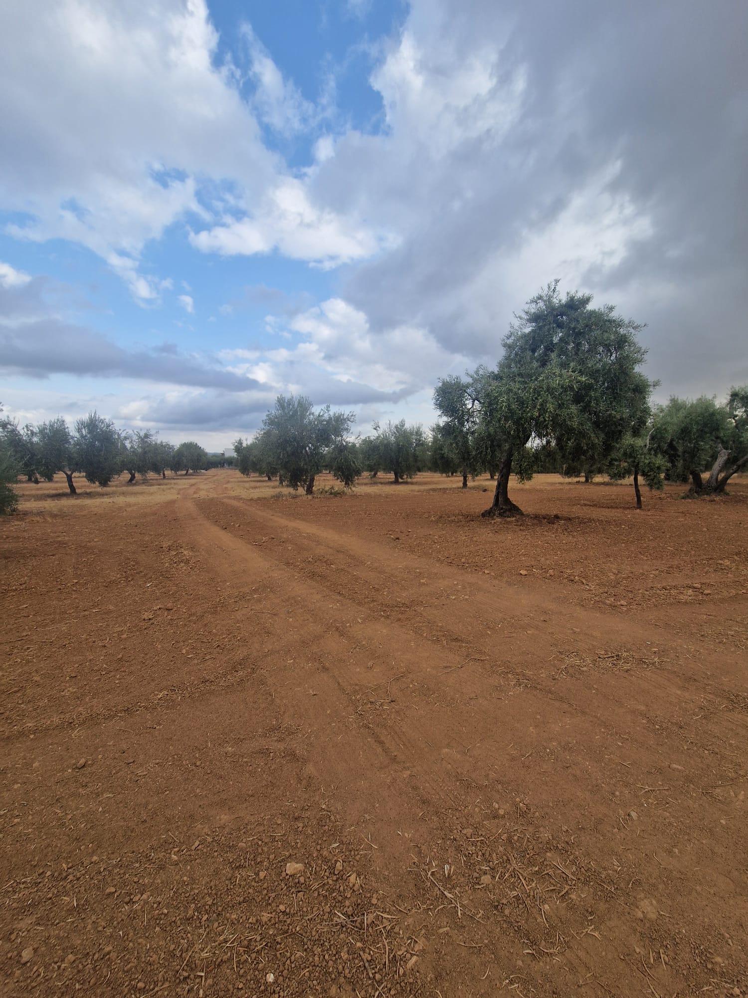 Venta de finca rústica en Morón de la Frontera