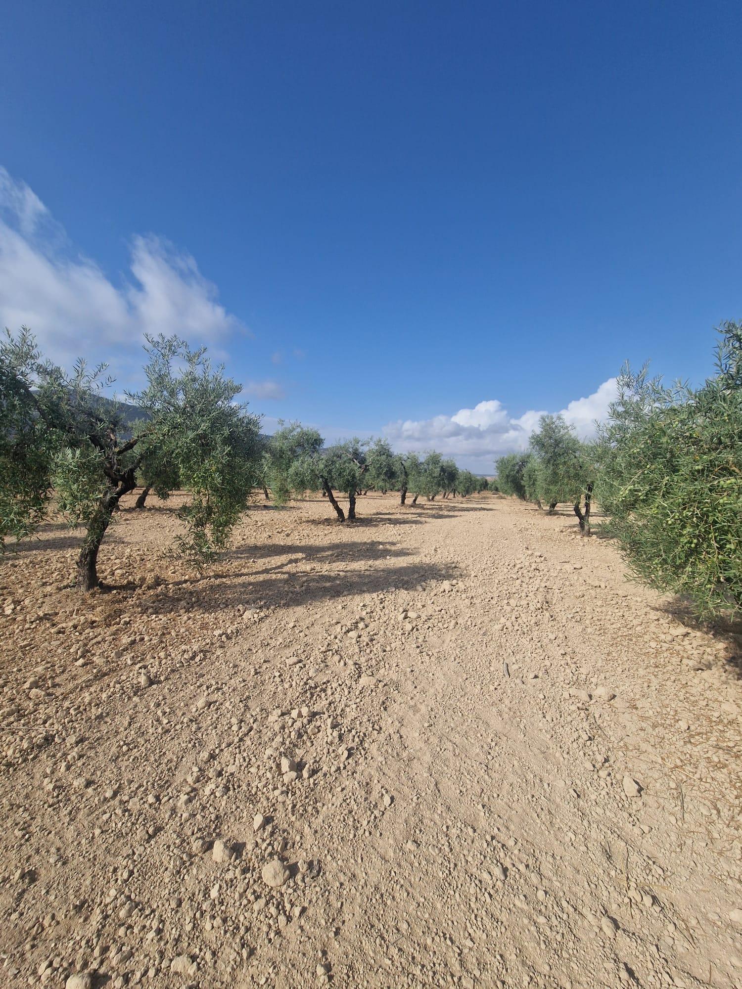 Venta de finca rústica en Morón de la Frontera