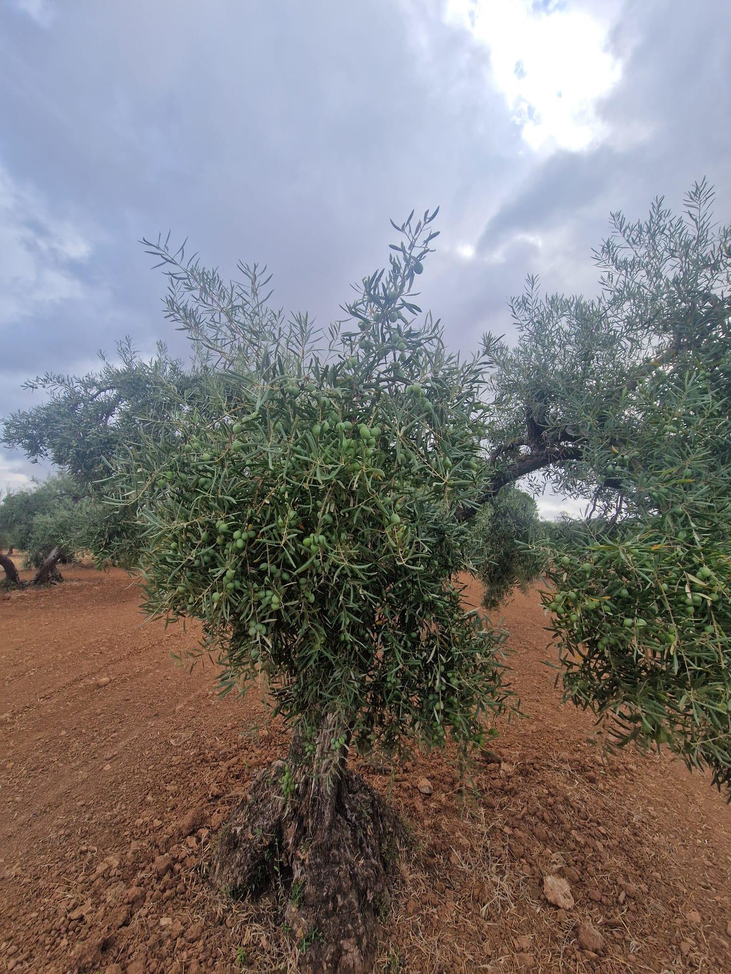 Venta de finca rústica en Morón de la Frontera