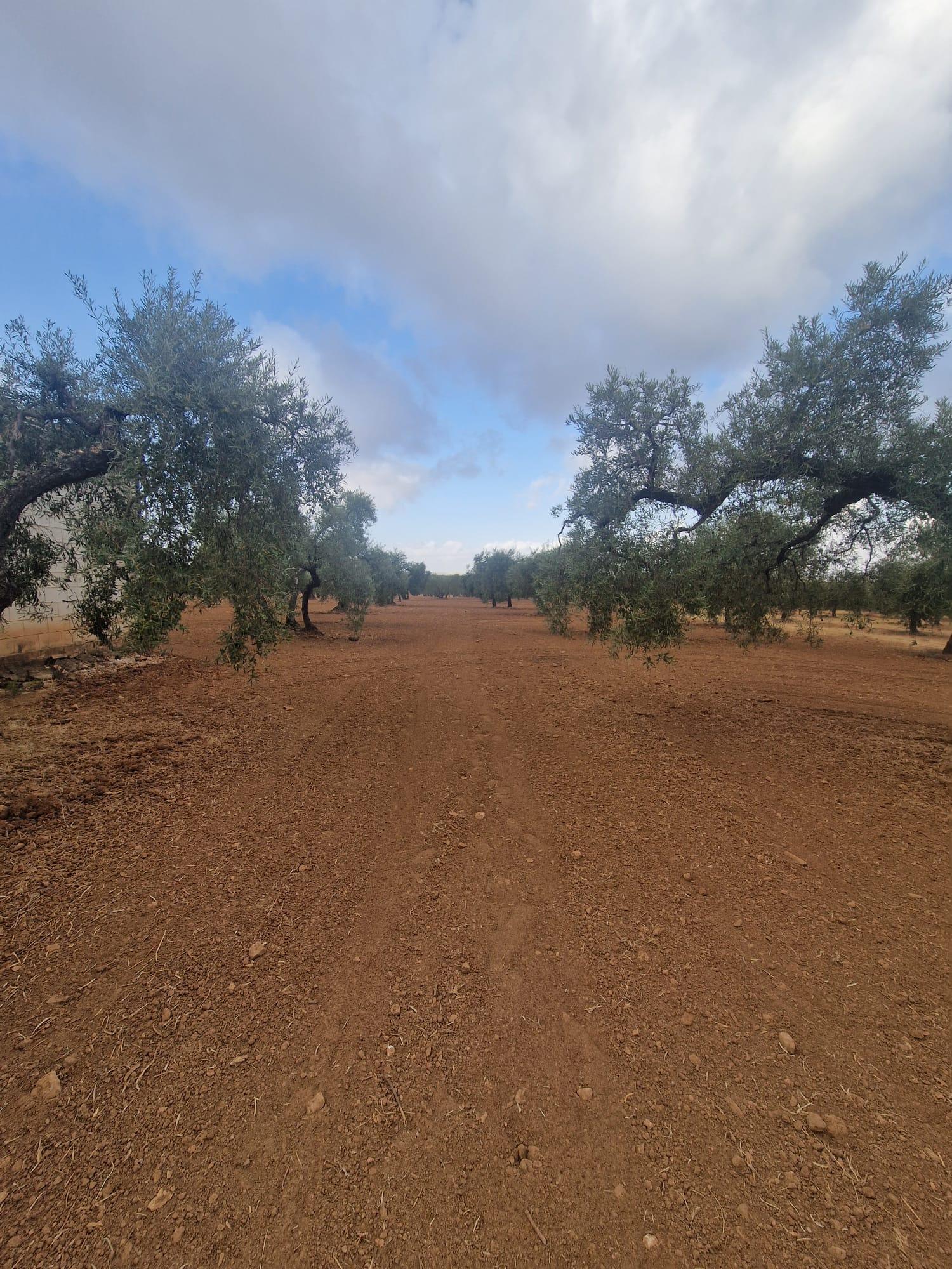 Venta de finca rústica en Morón de la Frontera