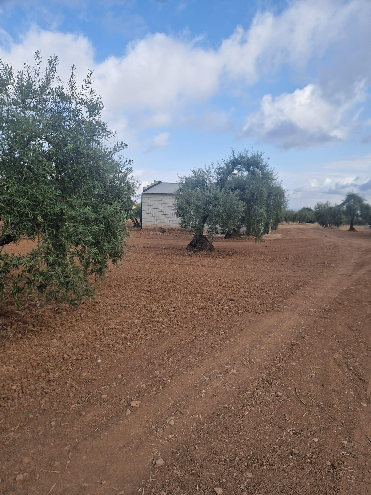 Venta de finca rústica en Morón de la Frontera