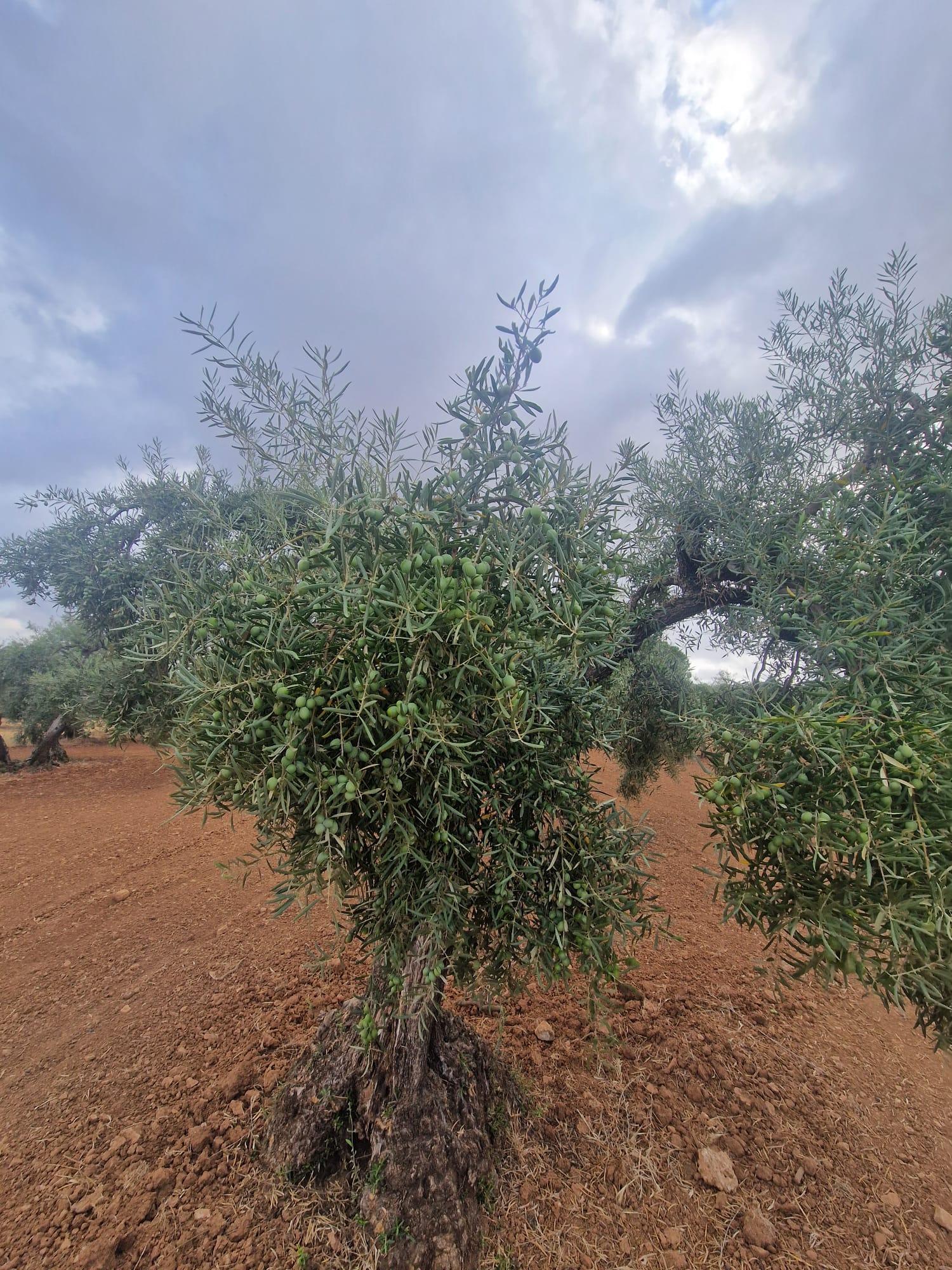Venta de finca rústica en Morón de la Frontera
