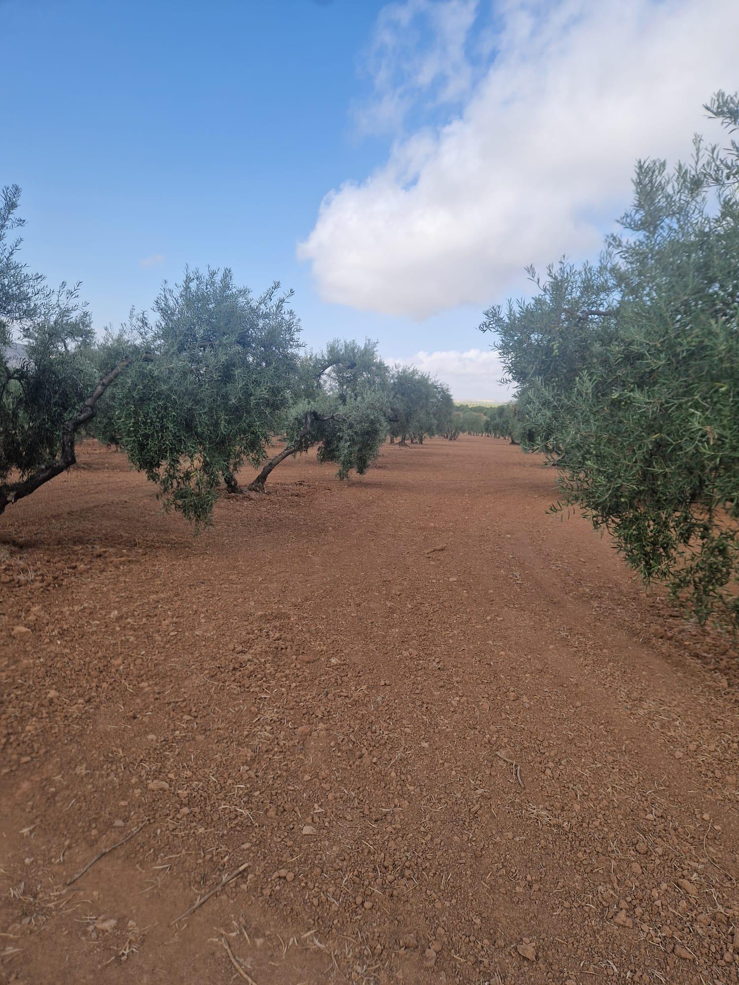 Venta de finca rústica en Morón de la Frontera