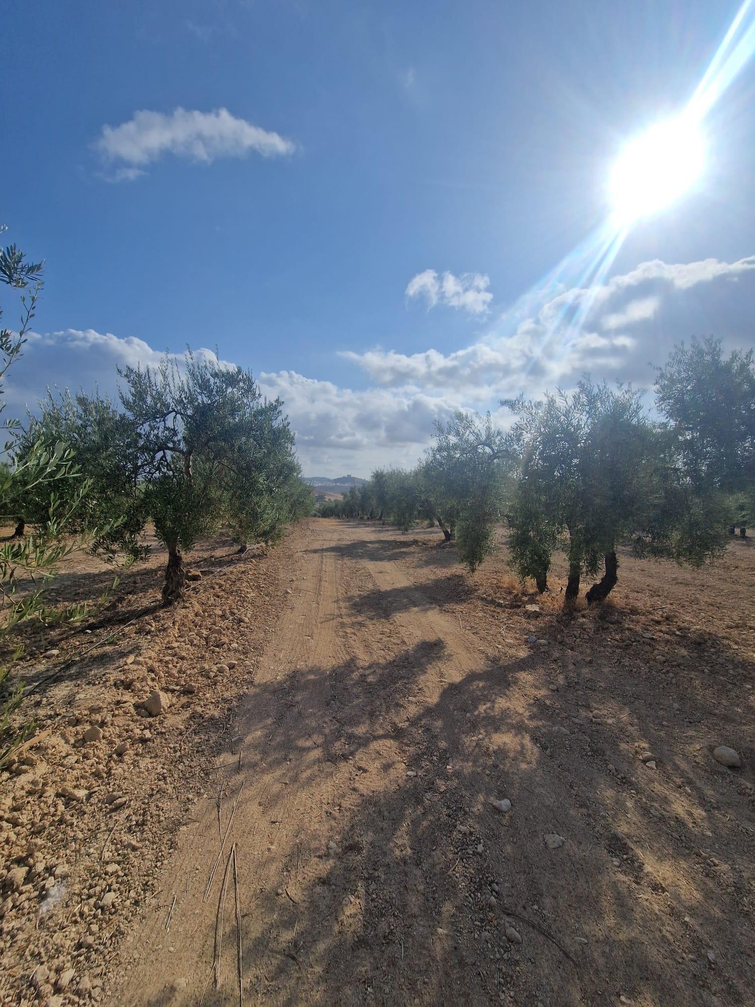 Venta de finca rústica en Morón de la Frontera