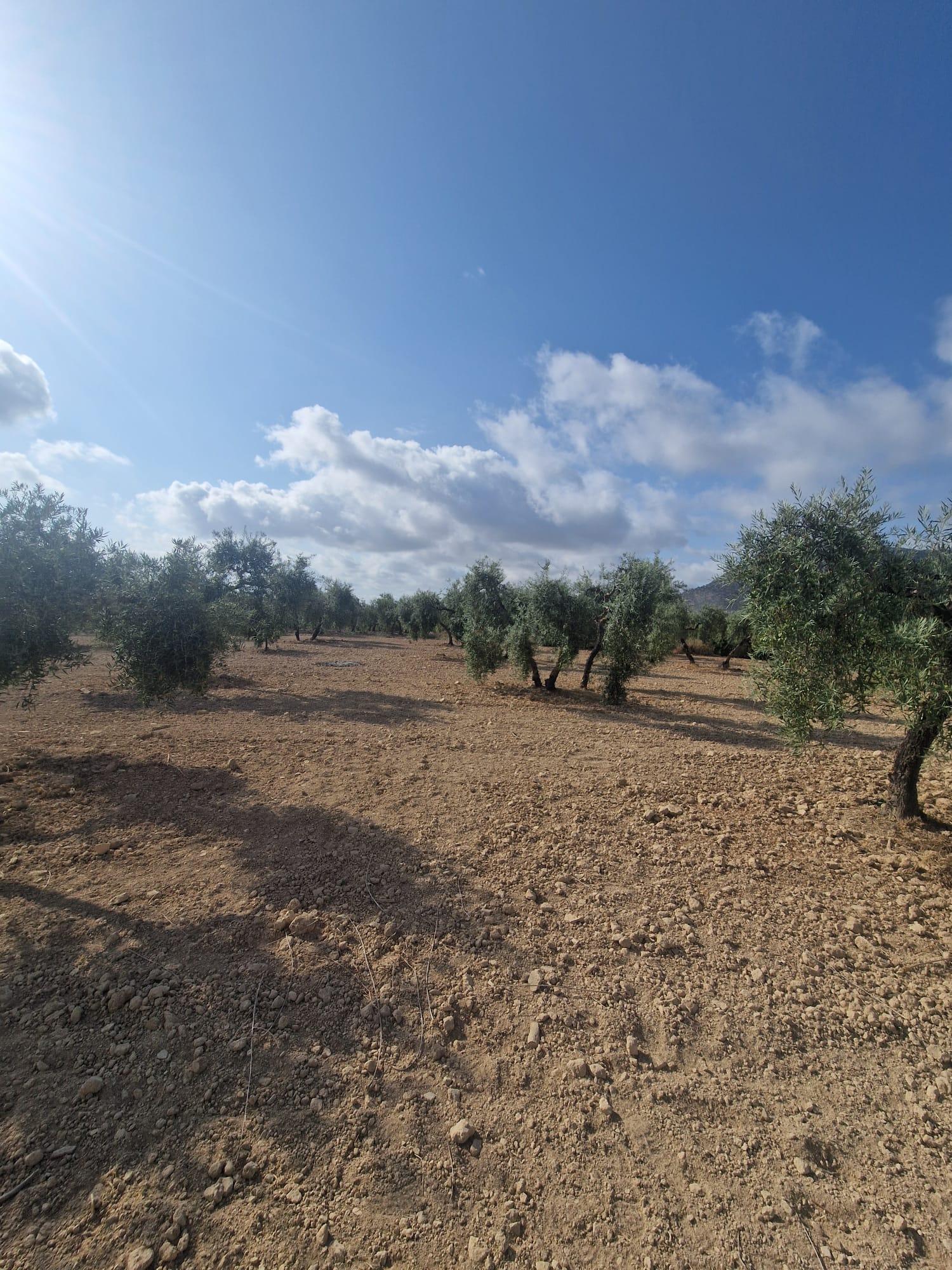 Venta de finca rústica en Morón de la Frontera