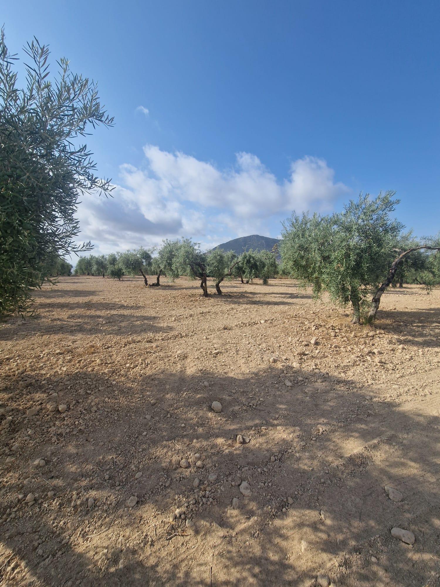 Venta de finca rústica en Morón de la Frontera