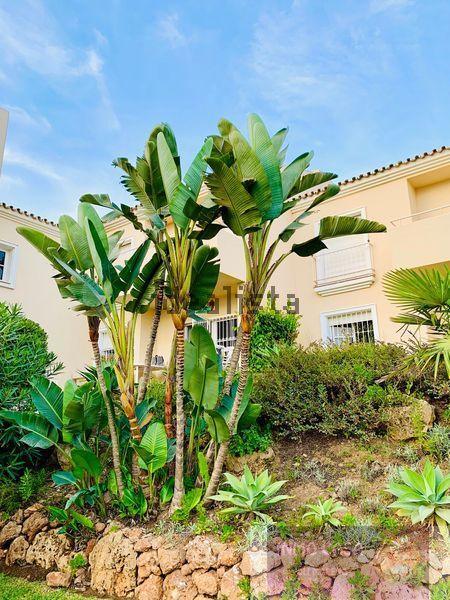 For rent of flat in Mijas