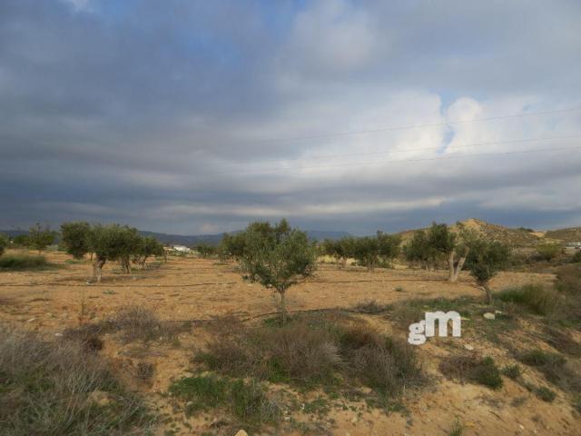 For sale of rural property in Los Gallardos