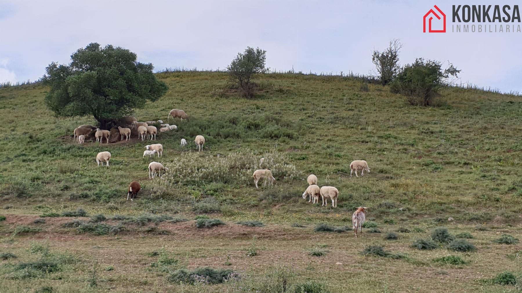 Venta de finca rústica en Arcos de la Frontera