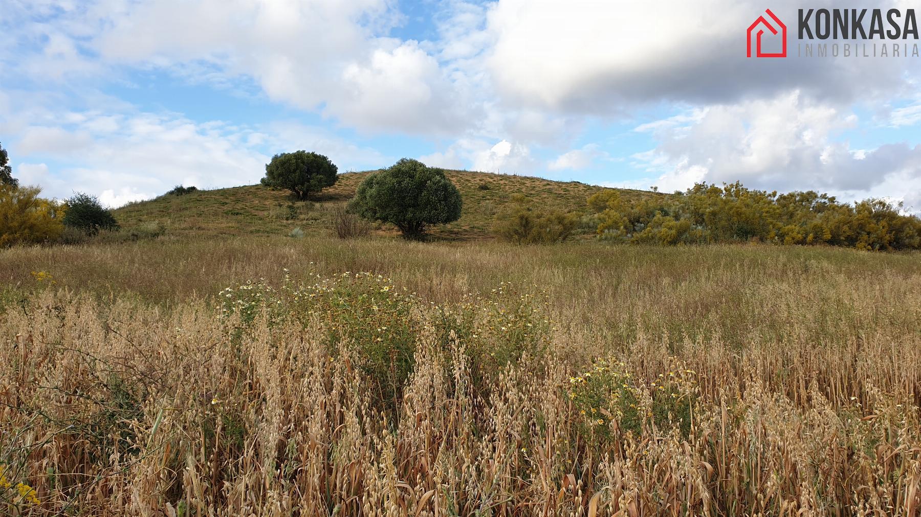 Venta de finca rústica en Arcos de la Frontera