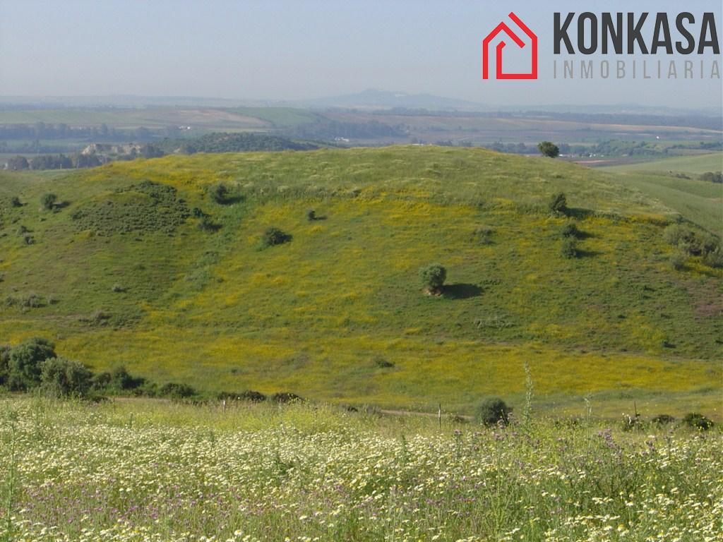 Venta de finca rústica en Arcos de la Frontera