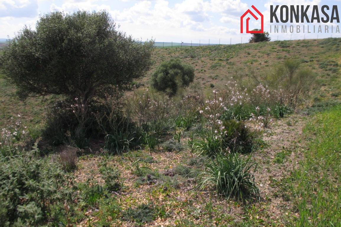 Venta de finca rústica en Arcos de la Frontera