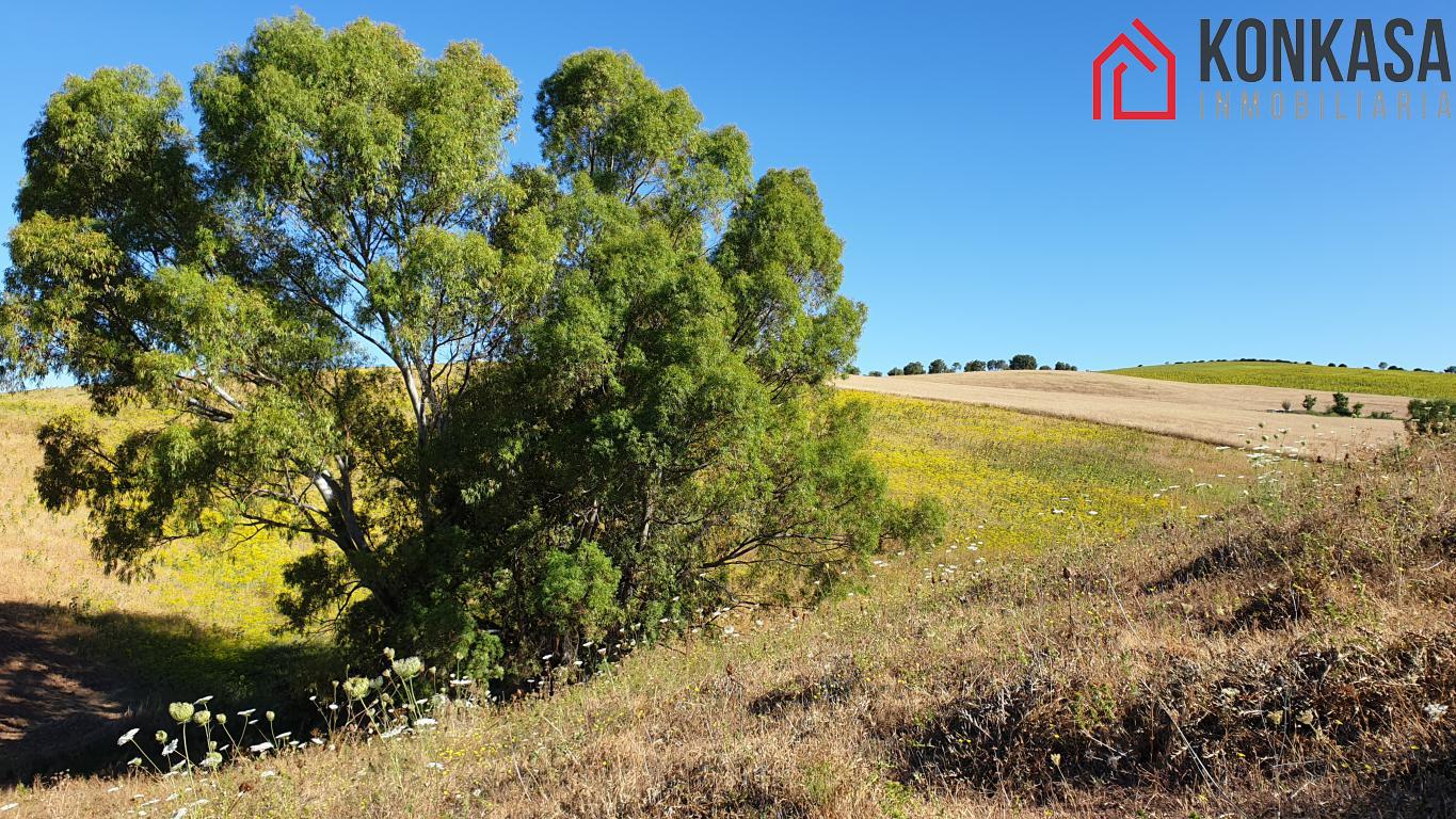 Venta de finca rústica en Arcos de la Frontera