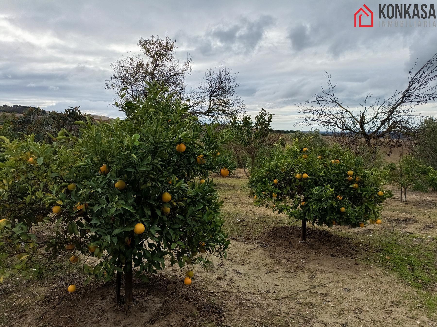 For sale of rural property in Arcos de la Frontera