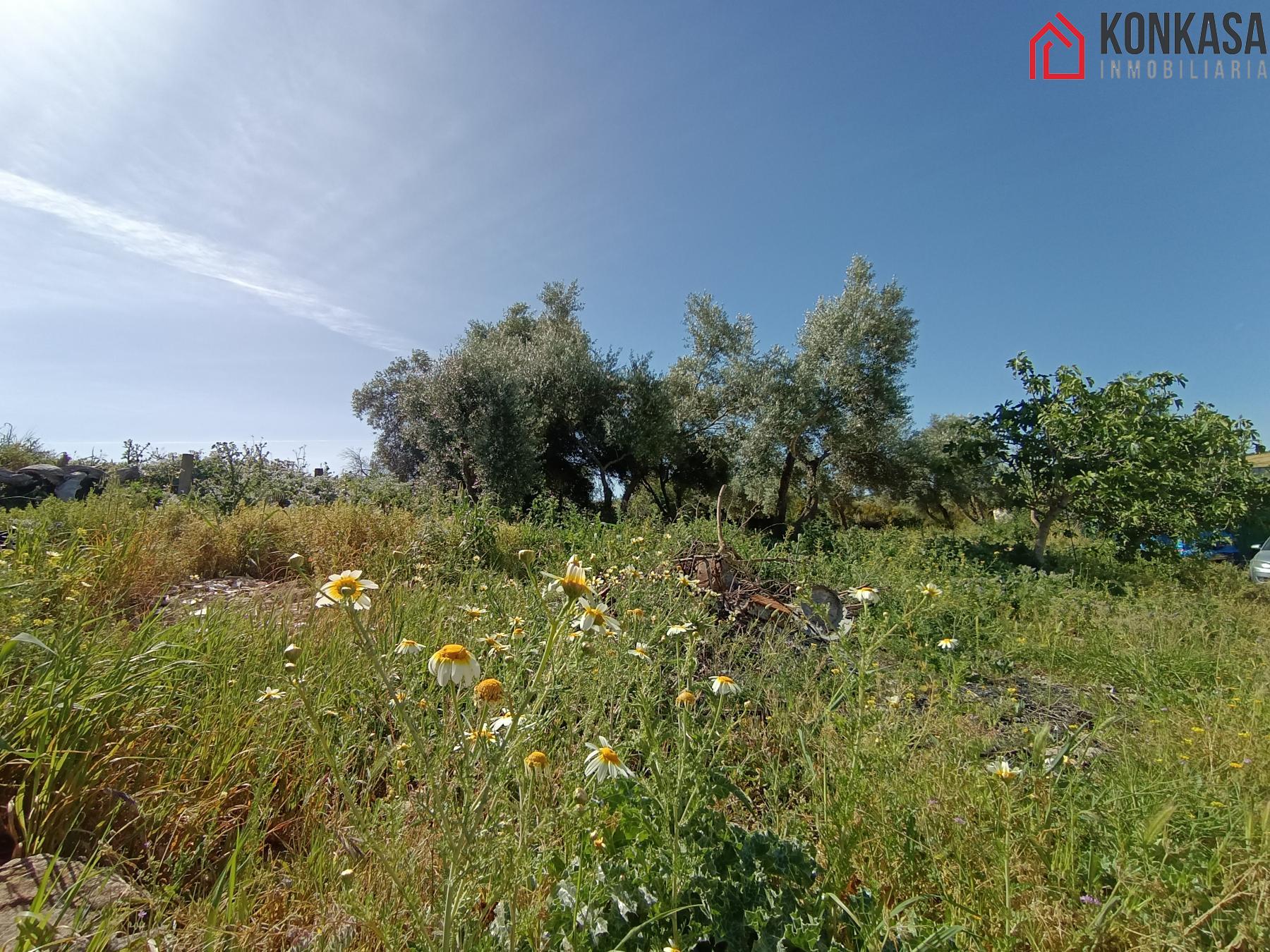 Venta de finca rústica en Arcos de la Frontera