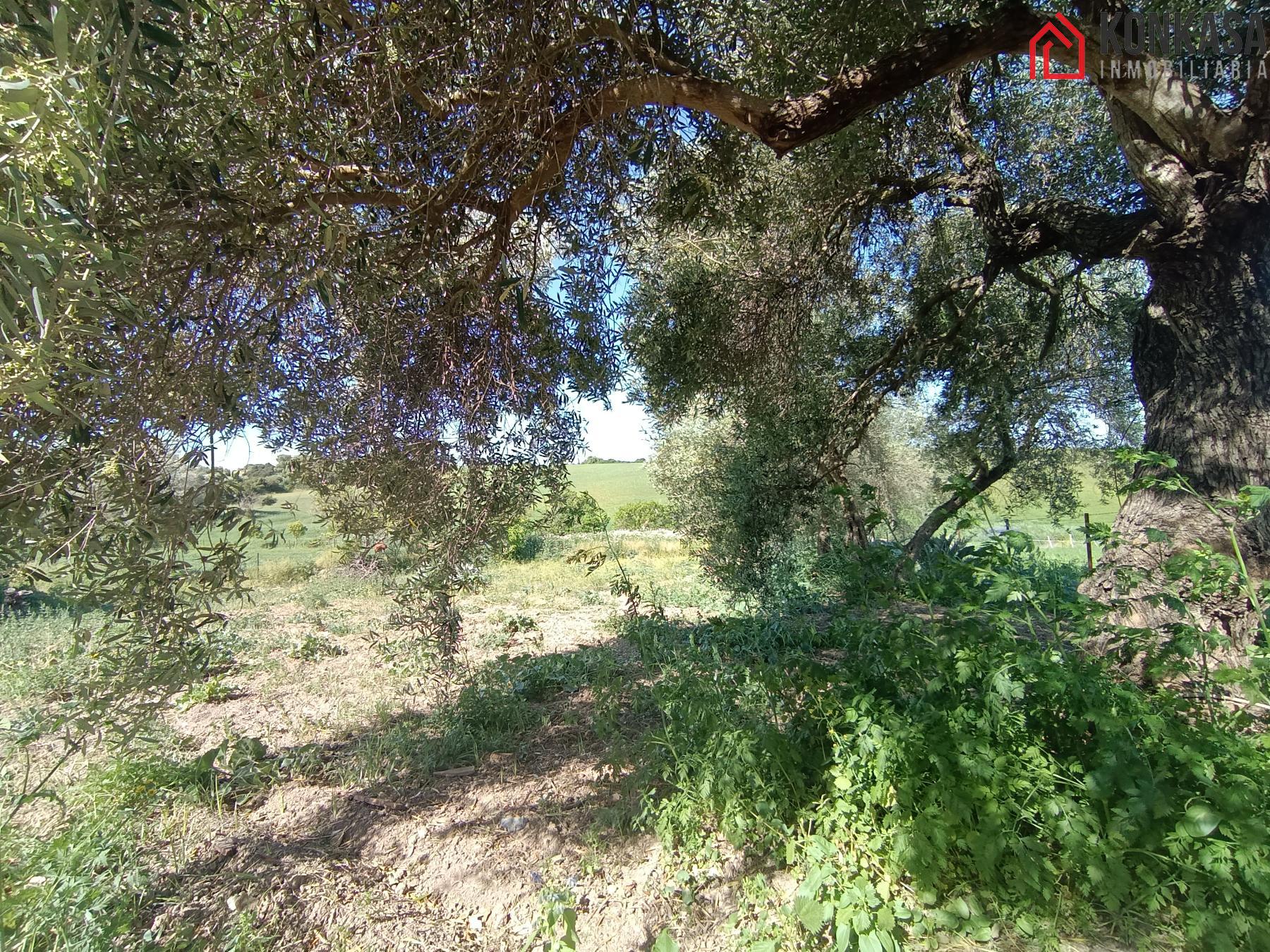 Venta de finca rústica en Arcos de la Frontera