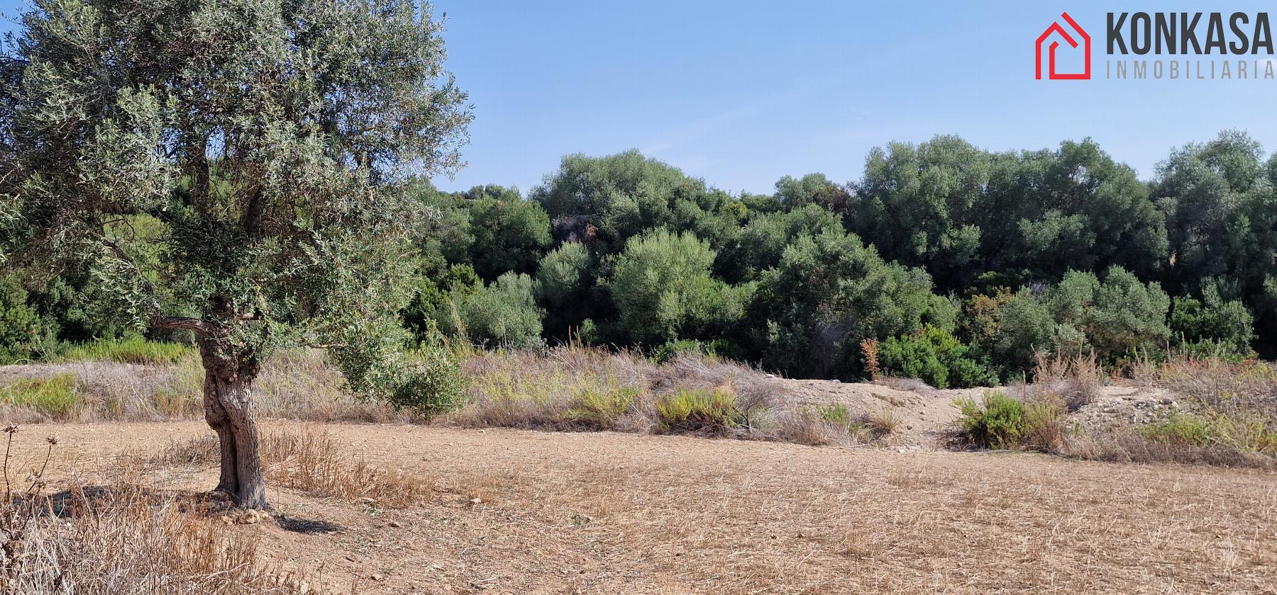 Venta de finca rústica en Arcos de la Frontera