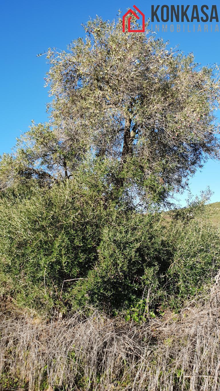 Venta de finca rústica en Arcos de la Frontera