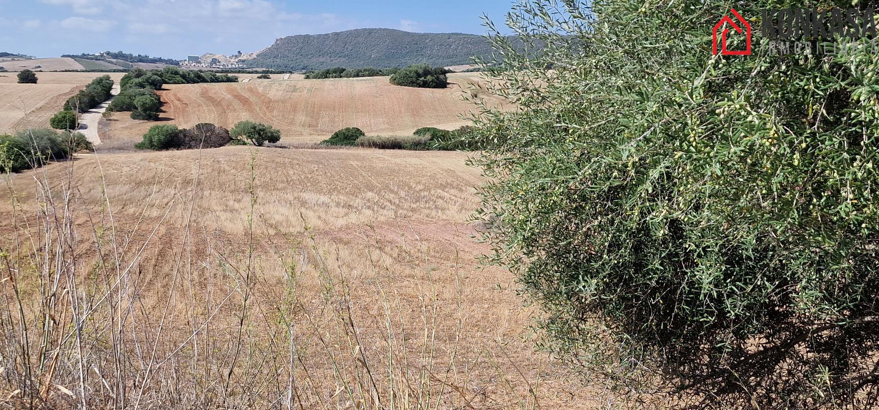 Venta de finca rústica en Arcos de la Frontera