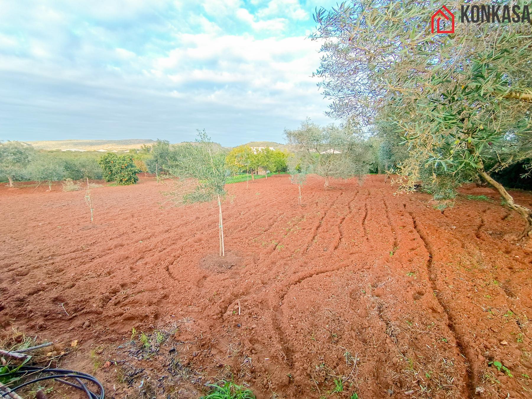 Terreno