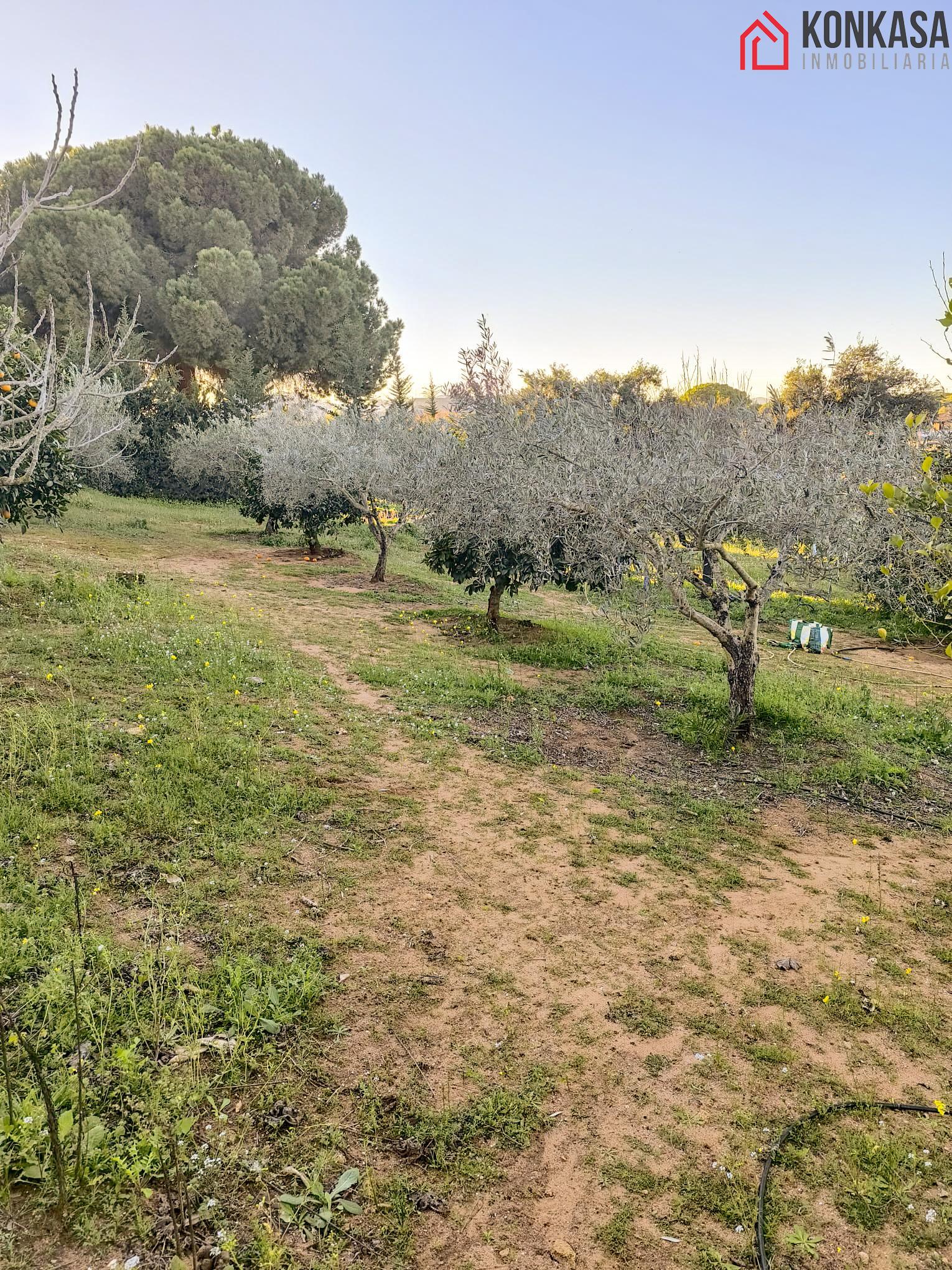 Ground