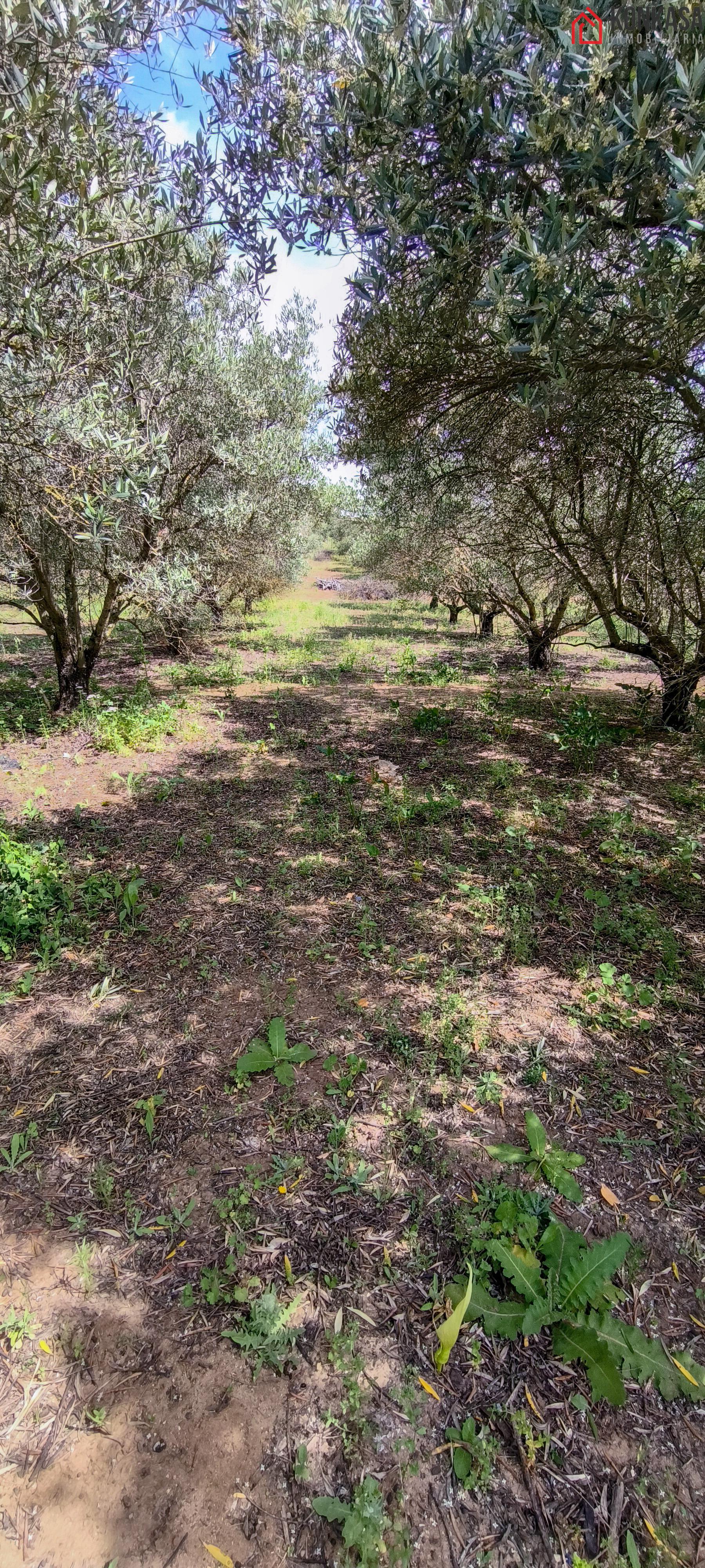 Ground