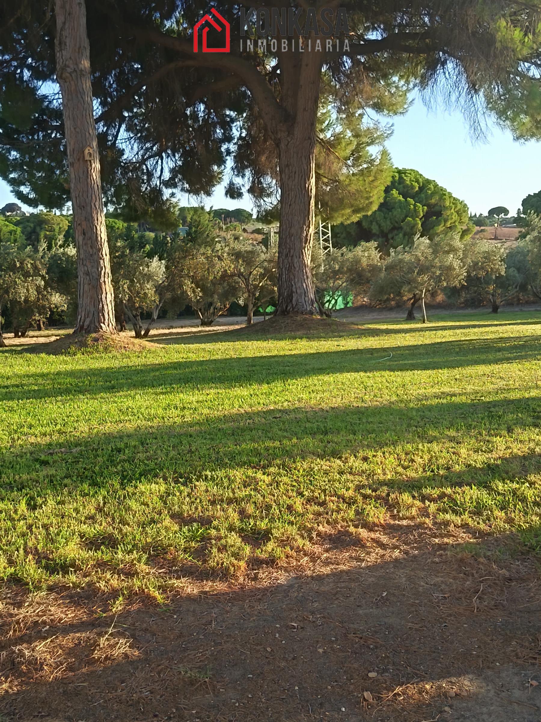 Venta de finca rústica en Arcos de la Frontera