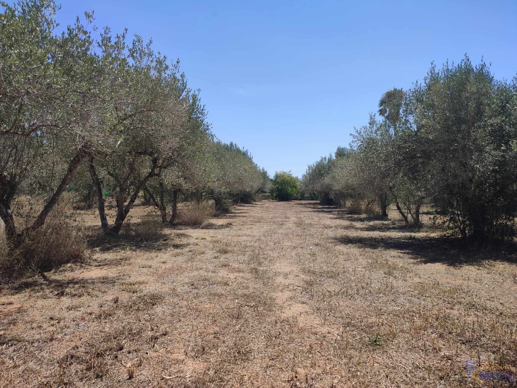 For sale of rural property in Reus