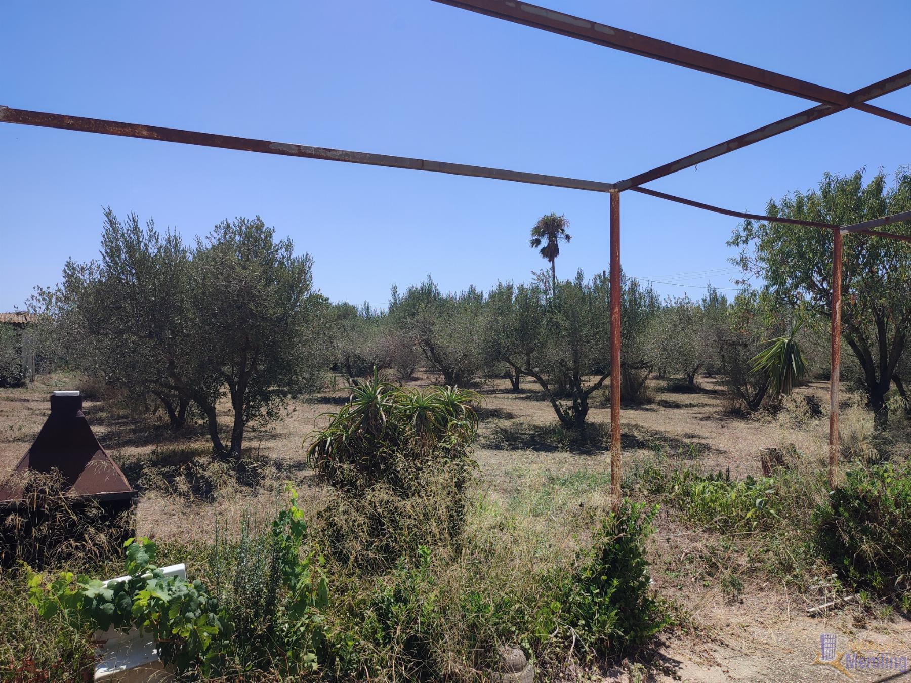 For sale of rural property in Reus