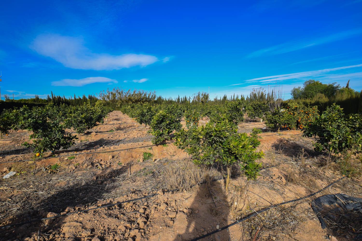 Venta de finca rústica en Cartagena