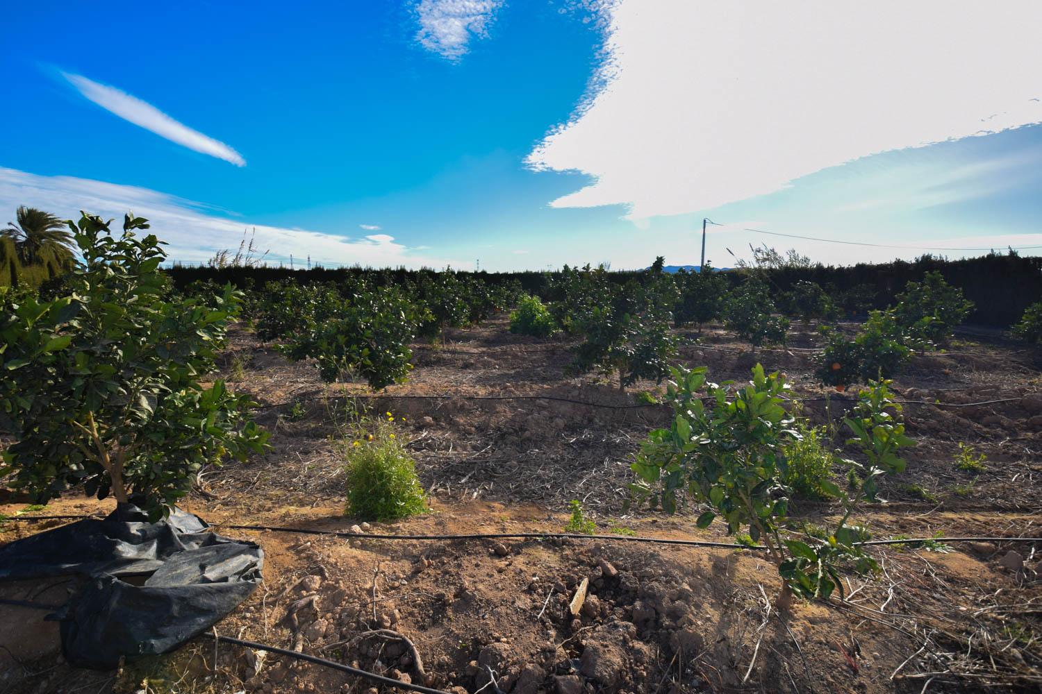 Venta de finca rústica en Cartagena