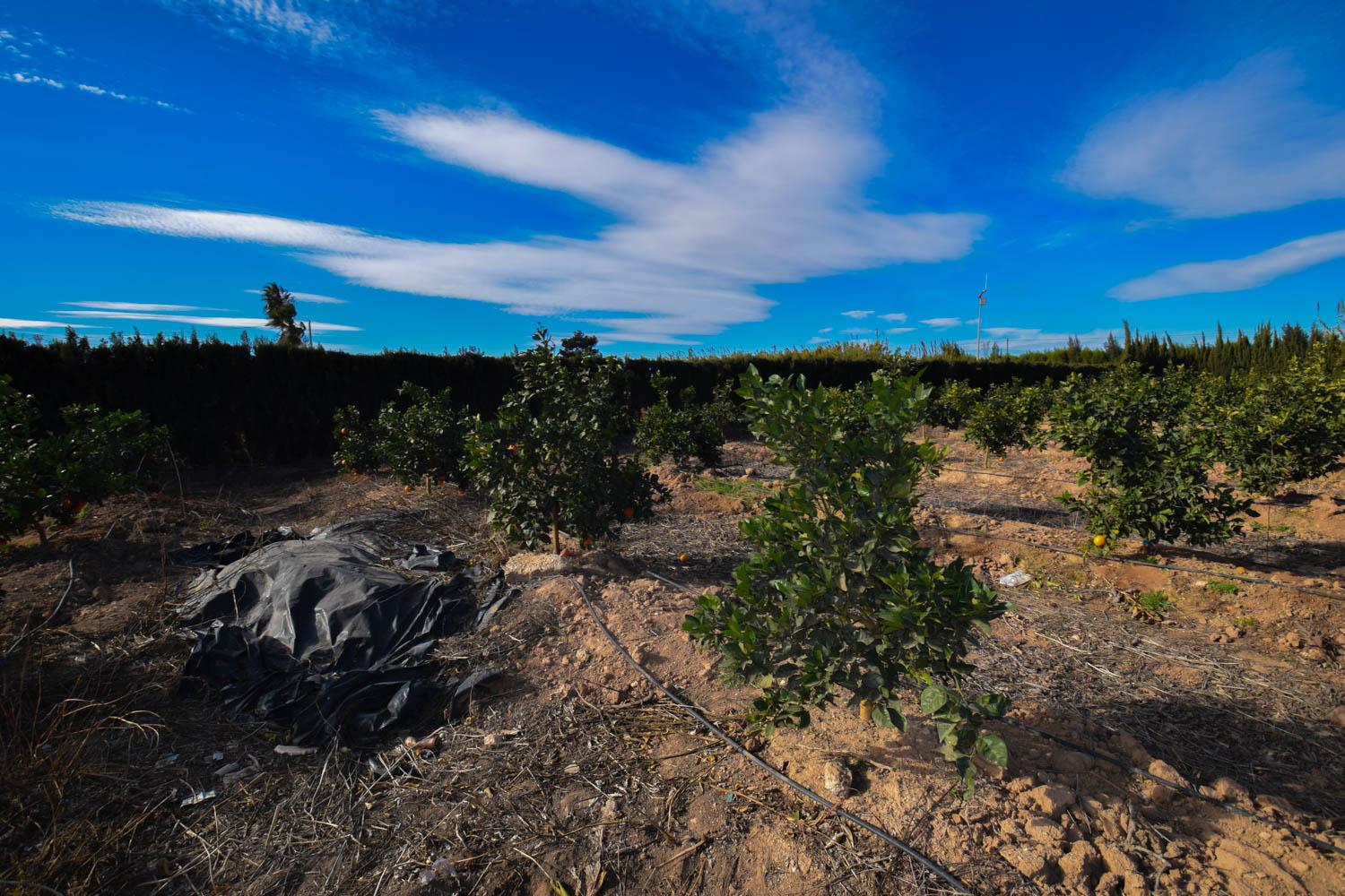 Venta de finca rústica en Cartagena