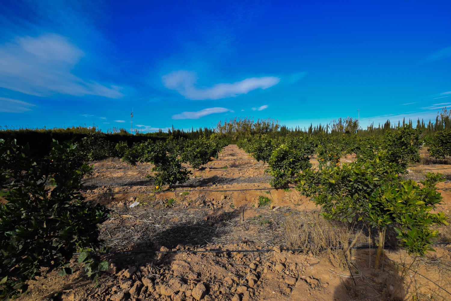 Venta de finca rústica en Cartagena