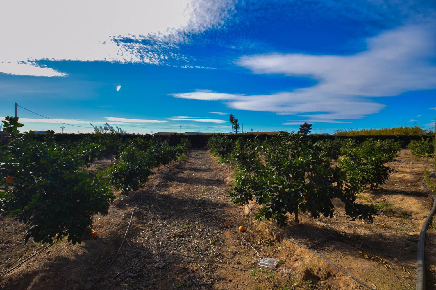 Venta de finca rústica en Cartagena