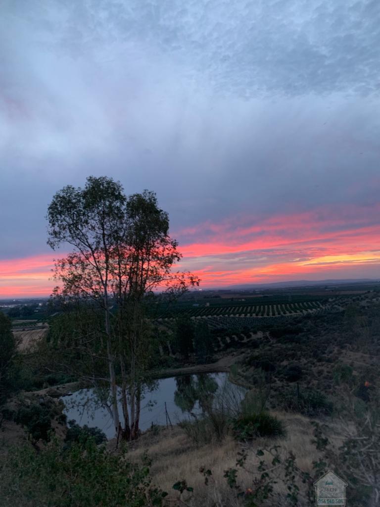 Venta de finca rústica en Alcolea del Río