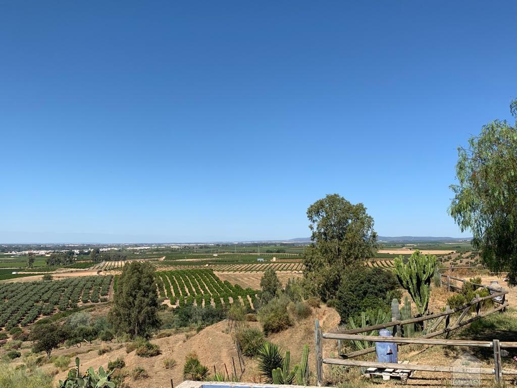 Venta de finca rústica en Alcolea del Río