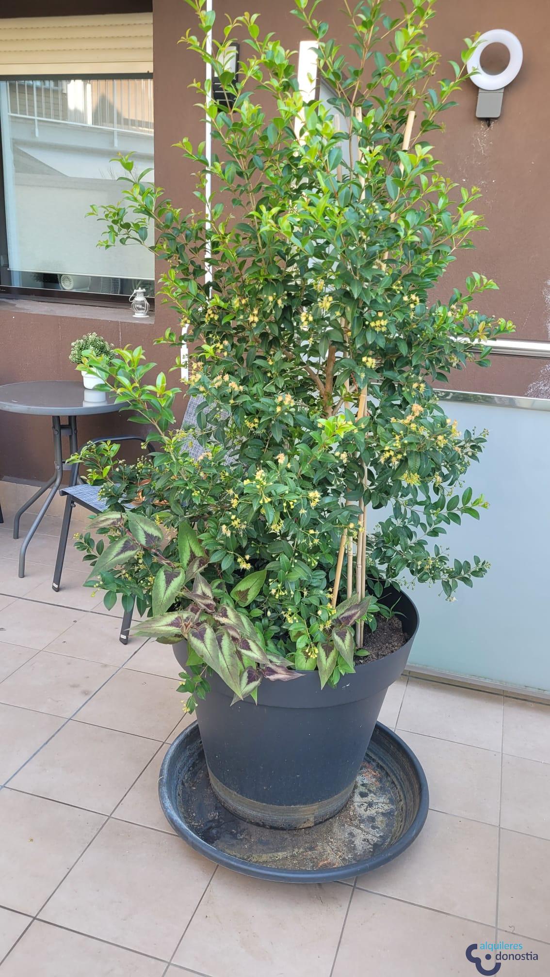 For rent of flat in Donostia-San Sebastián