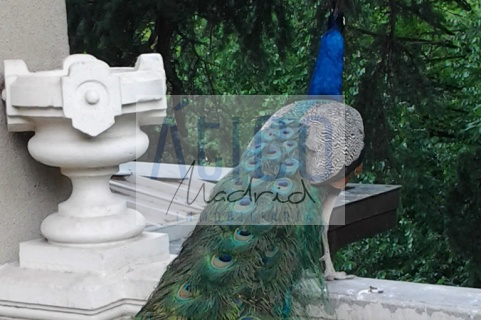 Alrededores