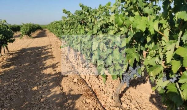 Venta de terreno en Cózar