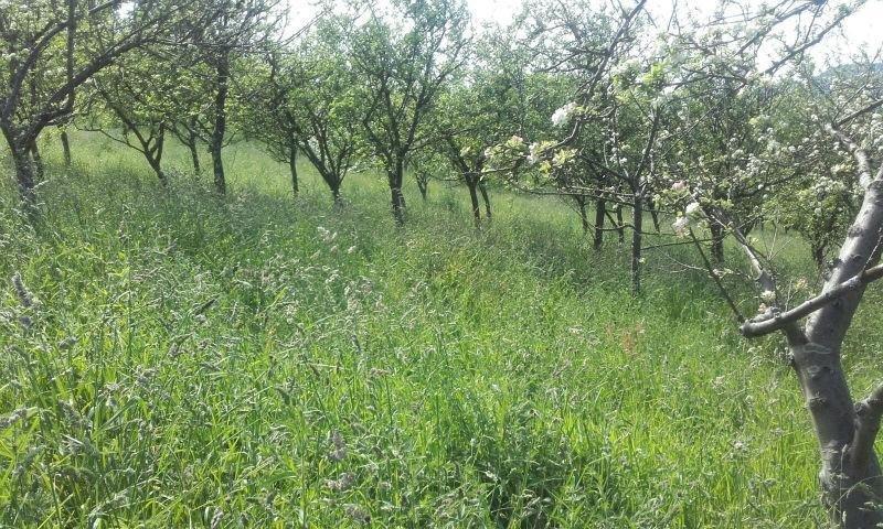 For sale of land in Siero