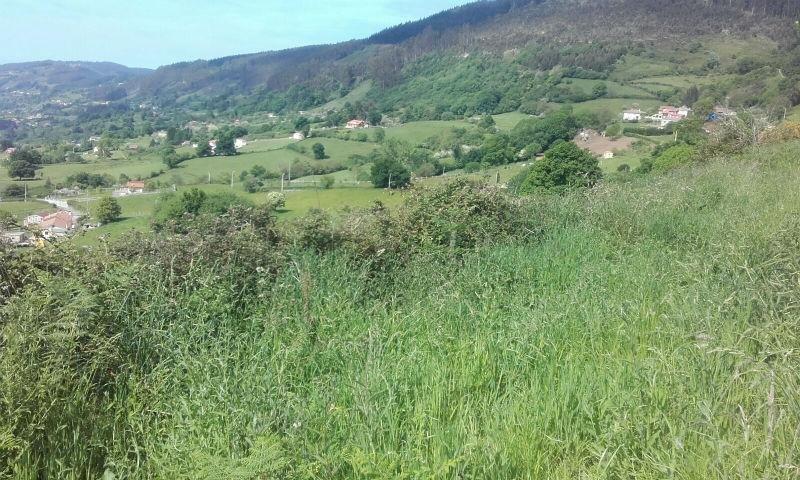 For sale of land in Siero